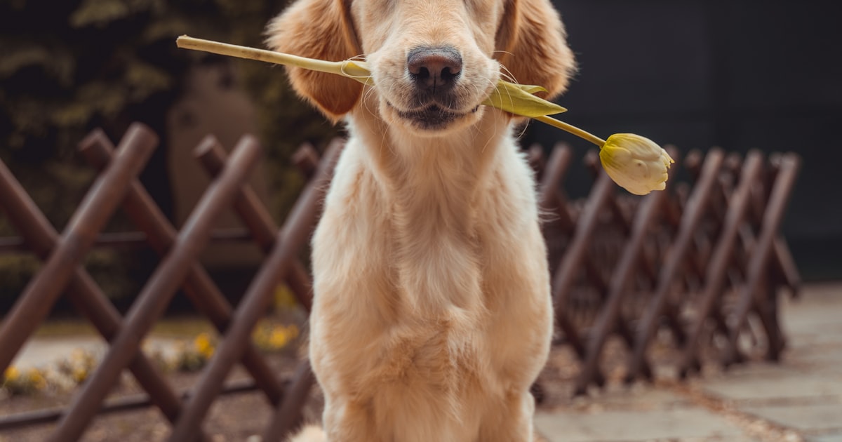 A loving Labrador Retriever dog portrait, warm and affectionate