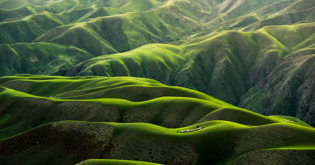 A peaceful green garden memorial representing eco-friendly pet cremation and green burial alternatives