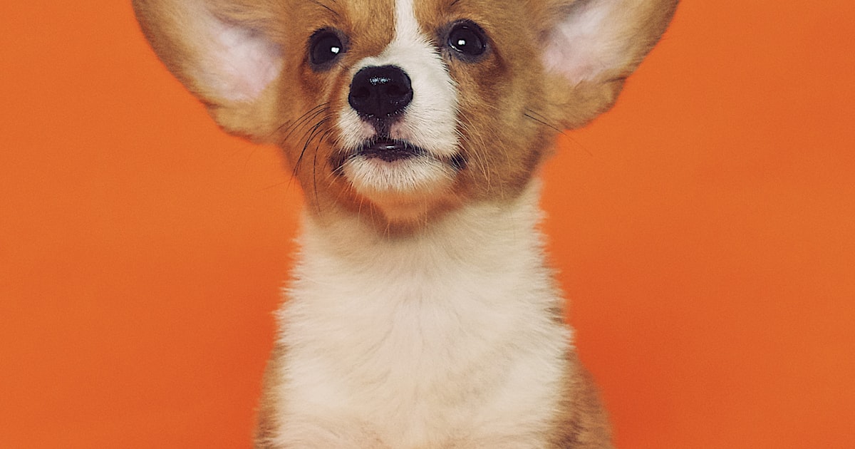 A person gently comforting their dog, sharing a tender moment together