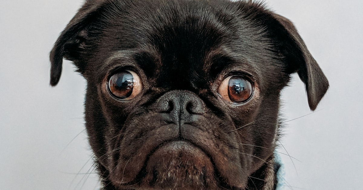A golden retriever dog sitting peacefully in a sunlit garden with flowers